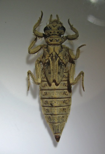 Larva/nymph
2011_Rabun